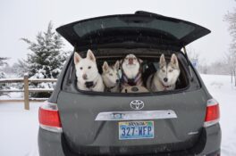 HOME OF THE HUSKIES