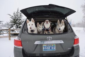 huskies