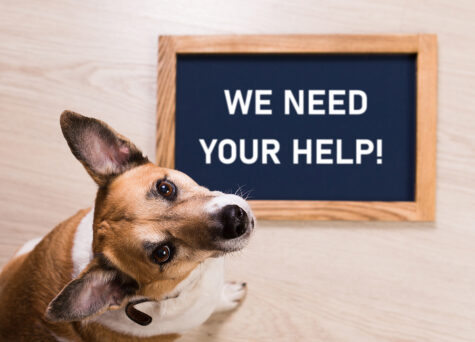 funny-portrait-of-cute-dog-with-letter-board-inscription-we-need