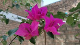 SPEAKING OUT IN THE SAHEL